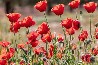 Mısır gülü ve tarla gelinciği olarak da bilinen gelincikler (Papaver rhoeas)