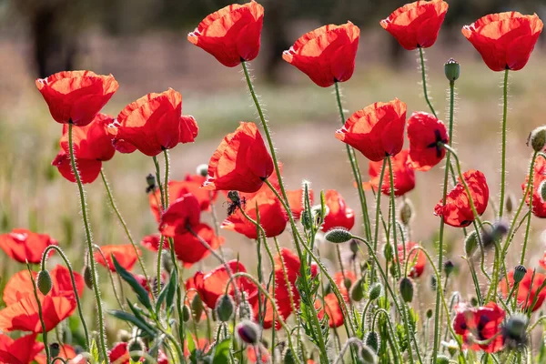 Common Poppies Papaver Rhoeas Also Known Corn Rose Field Poppy — Stock Photo, Image