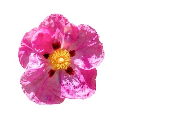 Rózsaszín Cistus Ladanifer Virág Egy Faj Virágzó Növény Család Cistaceae — Stock Fotó