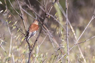 Linnet (Linaria cannabina), ispinozgiller (Fringillidae) familyasından ötücü bir kuş türü..