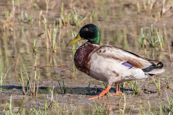 Male Mallard Wild Duck Anas Platyrhynchos Walking Wetlands — Stock Photo, Image