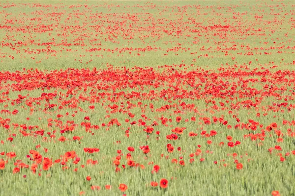 Champ Papaver Rhoeas Noms Communs Sont Communs Maïs Coquelicot Maïs — Photo