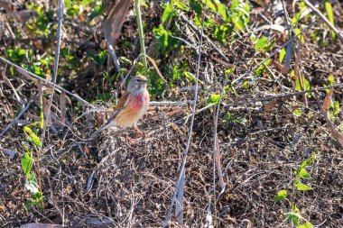 Linnet (Linaria cannabina), ispinozgiller (Fringillidae) familyasından ötücü bir kuş türü..