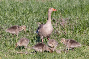 Anne grilag kaz veya graylag kaz (Anser anser) ıslak çayırlarda