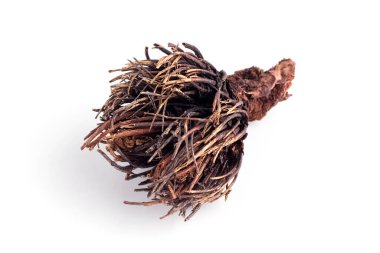 Rhizome ya da Rodos 'un kökü beyaz arka planda dört üyeli. Halk tıbbında, Kızıl Fırça 'nın kökü kadınlarda hormonal bozukluklar için kullanılır. Kısırlığa yardımcı olur
