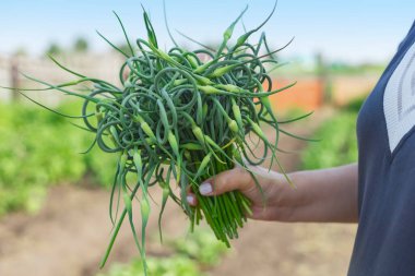 Bir kadının elinde bir demet sarımsak. Bahçenin arka planında bir sürü taze sarımsak var. Çiftçilik ve tarım kavramı