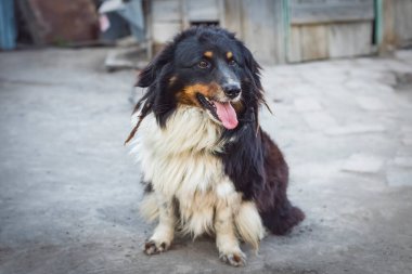 Ağzı açık şirin bir köpek. Evsiz hayvanlar konsepti