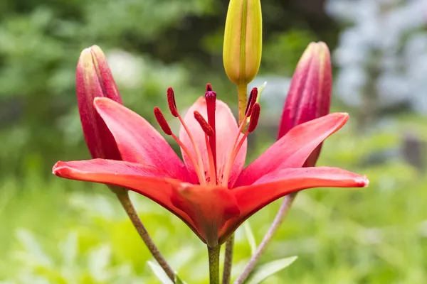 Красный Цветок Лилии Зеленом Саду Крупным Планом Lilium Bulbifeerum Общие — стоковое фото