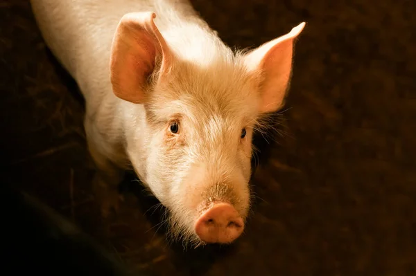 农场里笔下的猪的肖像 猪农场动物 — 图库照片
