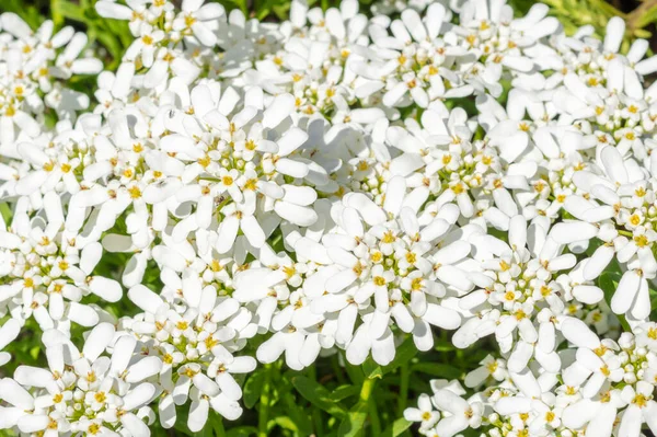 Fehér Virágok Kertben Egy Napsütéses Napon Háttér Textúra — Stock Fotó