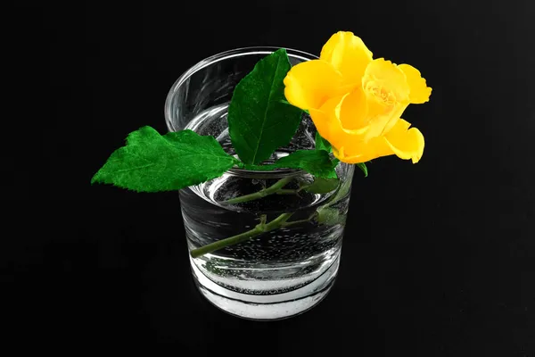 Gelbe Rosenblüte Einem Glas Mit Wasser Auf Schwarzem Hintergrund Nahaufnahme — Stockfoto