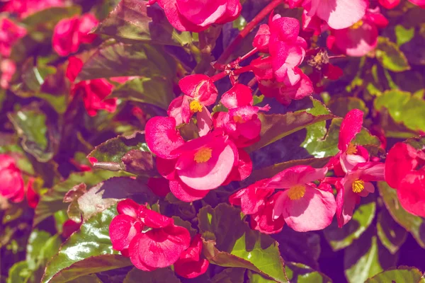 Fundo Bonito Com Flores Vermelhas Jardim Fundo Textura Tonificação — Fotografia de Stock