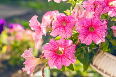 Bahçede pembe petunya çiçekleri. Yakın plan.