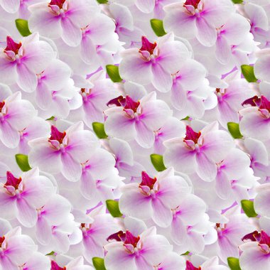 Orkide çiçeklerinin güzel arkaplanı. Giysi tasarımı için kusursuz desen, ambalaj için kağıda yazdırma