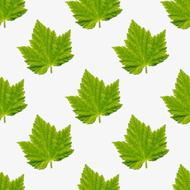 Beyaz arka planda yeşil frenk üzümü yaprakları. Giysi tasarımı için kusursuz desen, ambalaj için kağıda yazdırma