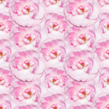 Pembe şakayıklar. Giysi tasarımı için kusursuz desen, ambalaj için kağıda yazdırma