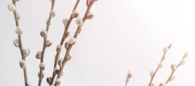 Hafif arka planda söğüt dalları, metin ve kopyalama alanı için yer var. Paskalya tatili konsepti