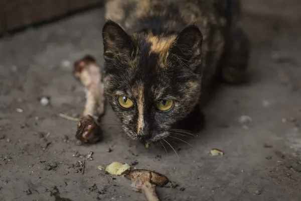 homeless cat with yellow eyes and a frightened look is eating bones. Homeless animals and shelters concept