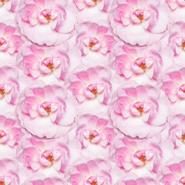 Pink Flowers Peonies Seamless Pattern Design Clothes Printing Paper Packaging — Stock Photo, Image