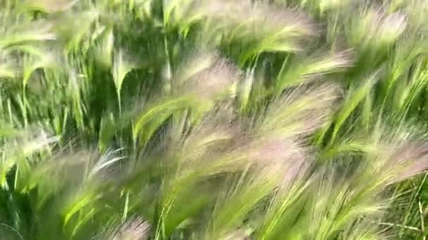 Steppe plant Feather grass in the wind — Stock Video