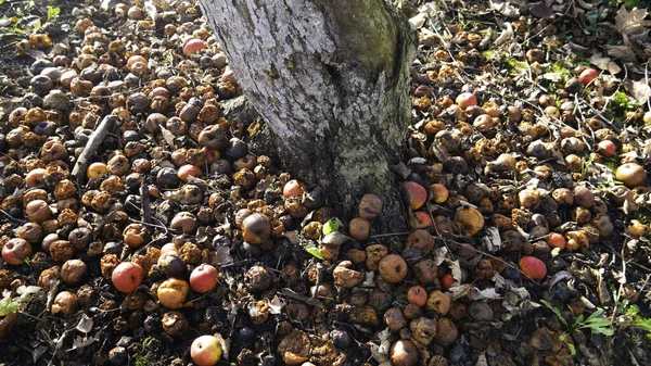 Zgniłe Jabłka Pod Drzewem Sterta Toksycznych Złych Bezużytecznych Jabłek Jesienią — Zdjęcie stockowe