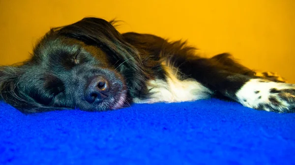 Czarno Biały Pies Śpi Niebiesko Żółtym Tle — Zdjęcie stockowe