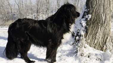 Karlı bir kış boyunca ormanda bir köpek.