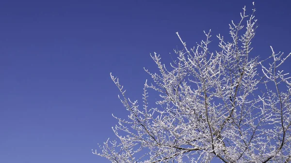 Χιονισμένα Κλαδιά Και Καθαρός Γαλανός Χειμωνιάτικος Ουρανός Αντιγραφή Χώρου Για — Φωτογραφία Αρχείου