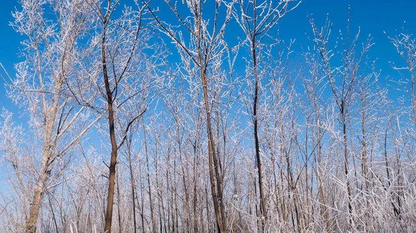 冬の森の空を背景に木々 — ストック写真