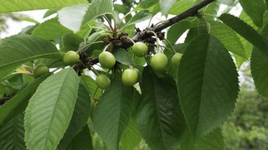 Olgunlaşmamış yeşil kirazlar baharda ağaçta olgunlaşır, yeşil yaprak arka planda.