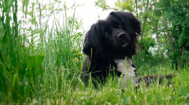 Cute black and white dog lying on the green grass.