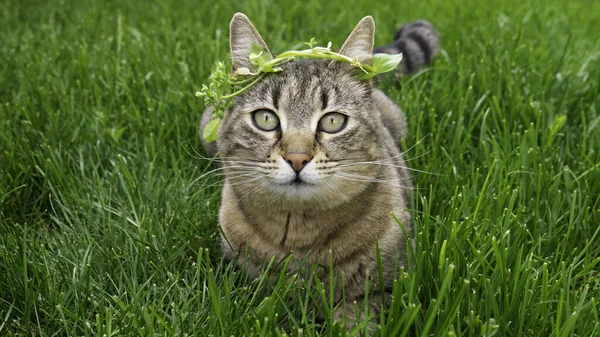 Yeşil Çimenlerin Arka Planında Kafasında Çelenk Olan Kedi — Stok fotoğraf