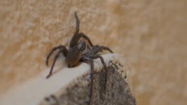 Giant house spider, or hobo spider (Eratigena duellica) on a wall.