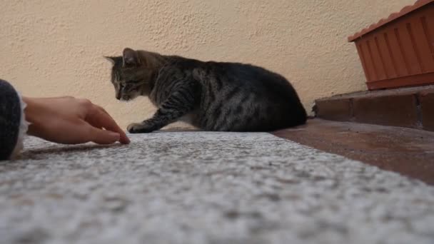 Mão Uma Mulher Está Brincando Com Gato — Vídeo de Stock