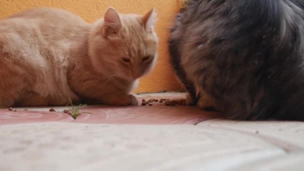 Dvě Dospělé Kočky Jedí Suché Kočičí Krmivo — Stock video