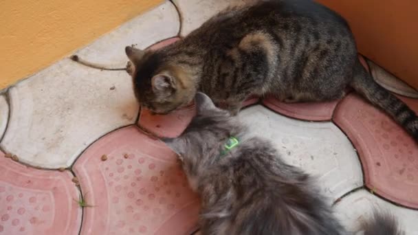 Trzy Koty Jedzące Suchą Karmę Dla Kotów — Wideo stockowe