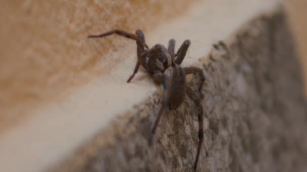 거미를 클로즈업 — 비디오