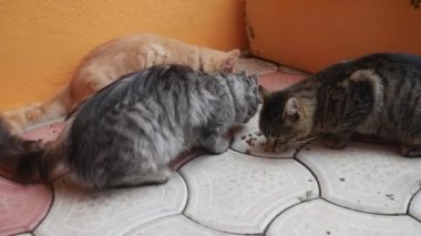Farklı renklerde üç yetişkin kedi kuru kedi maması yiyor..