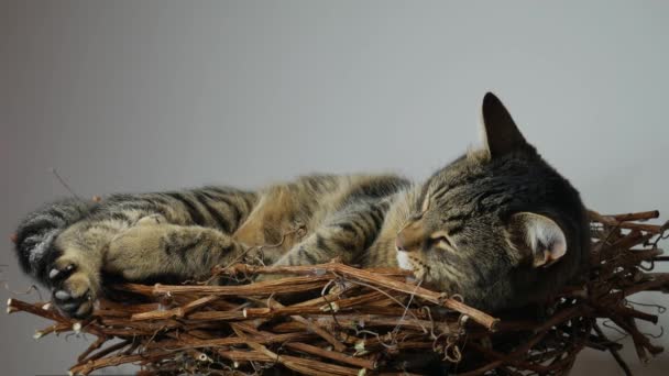 Tom Gato Duerme Una Cama Mimbre — Vídeos de Stock