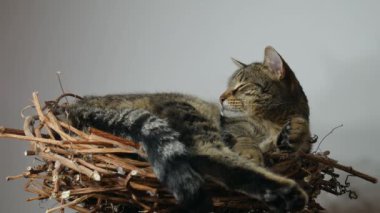 Sleepy cat - video video goes into blur.