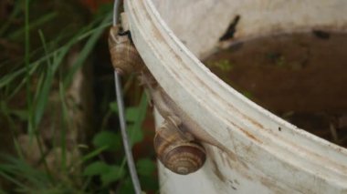 Accelerated crawling of snails on plastic buckets in the yard.