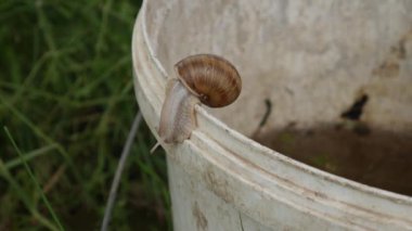 The snail leaves the white plastic bucket in the yard.