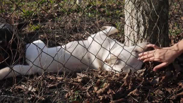 Рука Жінки Через Дріт Погладжуючи Голову Білої Собаки — стокове відео