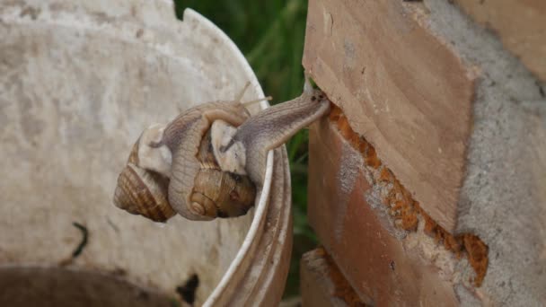 ヘリックス ポマティア ローマカタツムリ ブルゴーニュカタツムリ 食用カタツムリ エスカルゴ 大型の食用の空気呼吸用陸上カタツムリの一種である — ストック動画