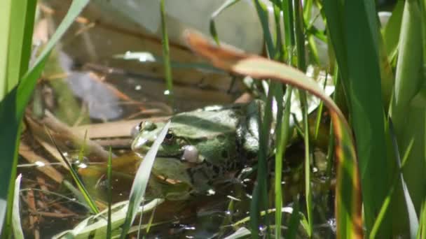 交尾儀式中に健全な泡を持つ池の中の一般的な水カエル — ストック動画