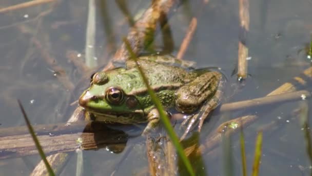 Ευρωπαϊκός Πράσινος Βάτραχος Bufotes Viridis Μεγάλος Βάτραχος Στο Φυσικό Περιβάλλον — Αρχείο Βίντεο