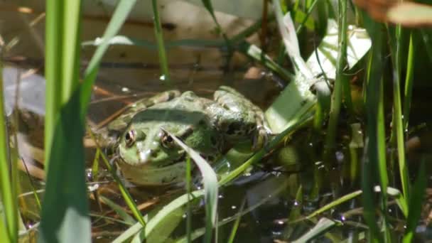 Grote Groene Kikker Het Water Amfibie Watervegetatie — Stockvideo