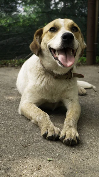 Zbłąkany Pies Czeka Schronisku Adopcję — Zdjęcie stockowe
