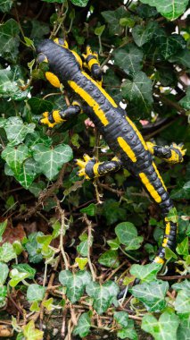 Siyah sarı benekli ateş semenderi. Doğadaki kertenkele oyuncağı.