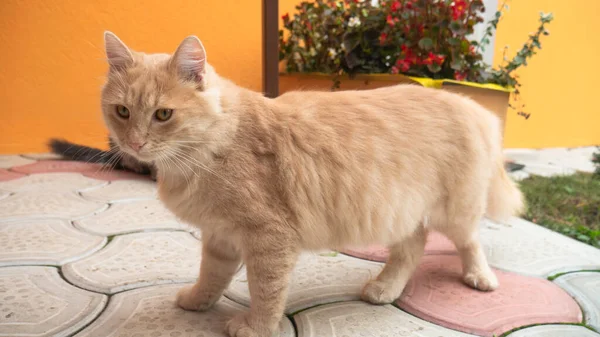 마당에 커다랗고 오렌지 고양이 — 스톡 사진